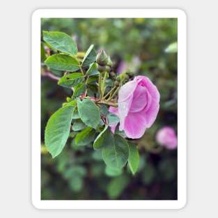 Rose in Spring Magnet